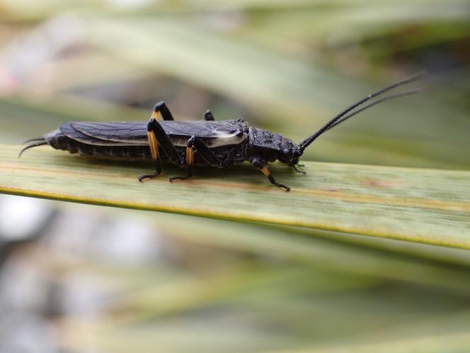 Les perles, ces insectes dont l'homme a modifié la couleur