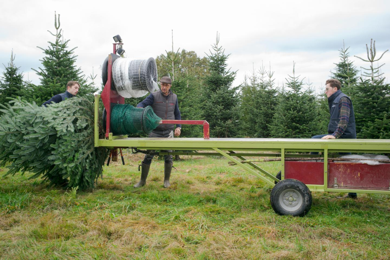 Les sapins de Noël du Morvan, une culture familiale depuis quatre générations chez les Bonoron