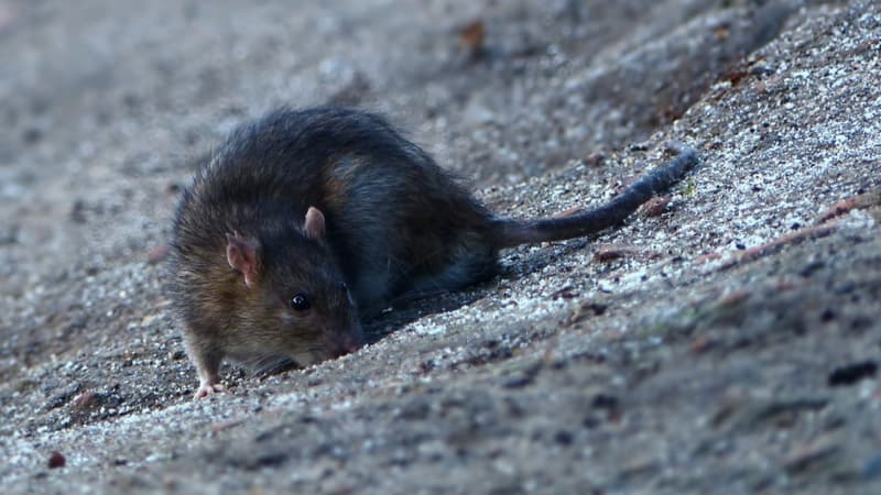 "Les souris, les rats et les cafards vivaient avec nous": un marchand de sommeil devant la justice