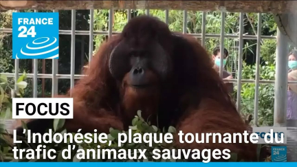 L’Indonésie, plaque tournante du trafic d’animaux sauvages • FRANCE 24