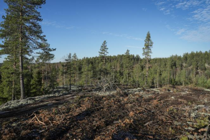 Loi contre la déforestation : les Vingt-Sept refusent le détricotage voté par la droite et l’extrême droite au Parlement européen