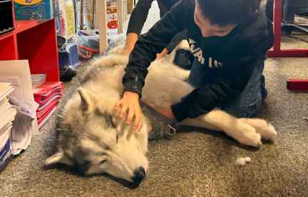 Lyon : Dans cette école, des chiens « apaisent les émotions » des enfants en difficulté pour les aider dans leur scolarité