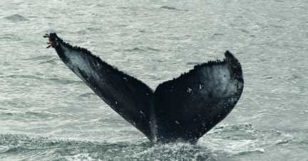 Malgré un moratoire international, l’Islande va autoriser la chasse à la baleine jusqu’en 2029