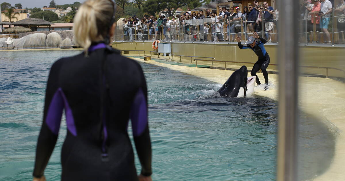 Marineland d’Antibes : «Derrière les orques, il y a des salariés et des prestataires»