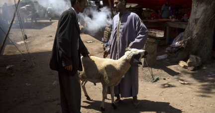 Maroc : pourquoi le roi Mohammed VI appelle à renoncer au sacrifice du mouton pour l’Aïd