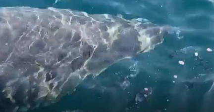 Méditerranée : un grand requin blanc, espèce en «danger critique d’extinction», aperçu près de l’île de Porquerolles