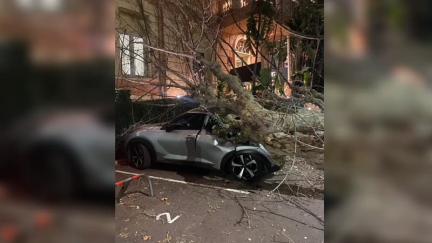 Menton: un arbre tombe sur une voiture sans faire de blessé, la circulation coupée