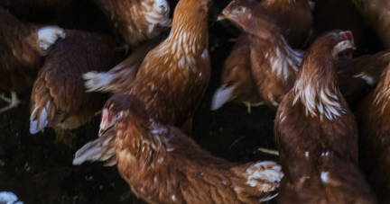 Mercosur : les viandes, poulets et sucres importés se retrouveront-ils dans l’assiette du consommateur ?