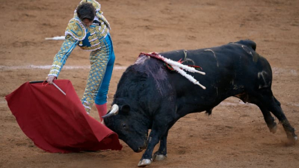 Mexique: la capitale veut des corridas sans mise à mort ou maltraitant les taureaux