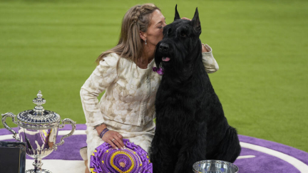 Monty, a giant schnauzer, crowned America’s top dog at Westminster show