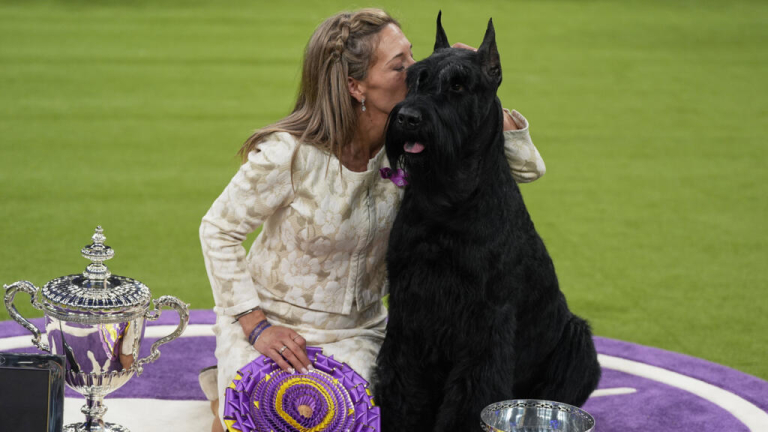 Monty, a giant schnauzer, crowned America’s top dog at Westminster show