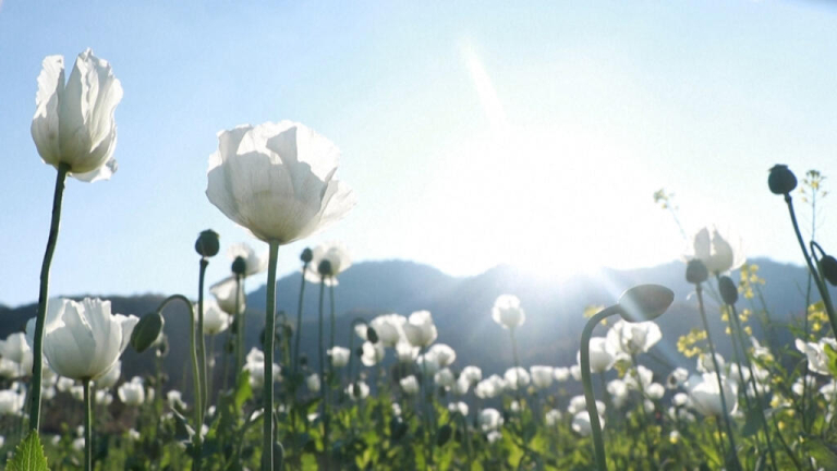 Myanmar: Displaced by conflict, farmers grow opium poppies to survive