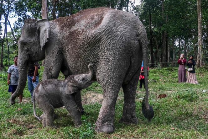 Naissance d'un éléphanteau de Sumatra en Indonésie, un événement exceptionnel pour une espèce gravement menacée