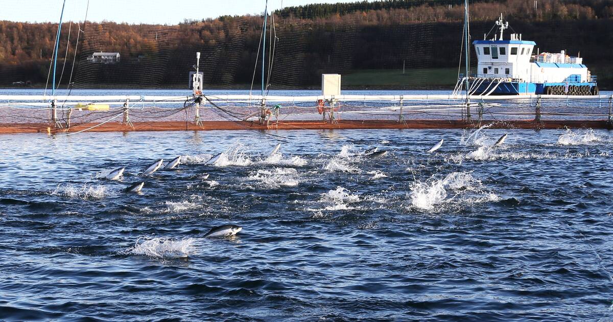 Norvège : 27 000 saumons d’élevage en fuite, un danger pour les saumons sauvages