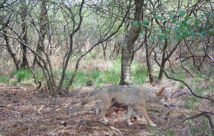 « On a des gens qui croient en voir partout... » Les fausses déclarations de loups se multiplient