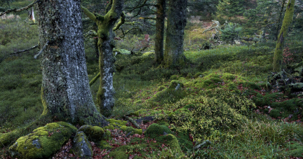 «On peut survivre sans forêt primaire, mais c’est une perte majeure»