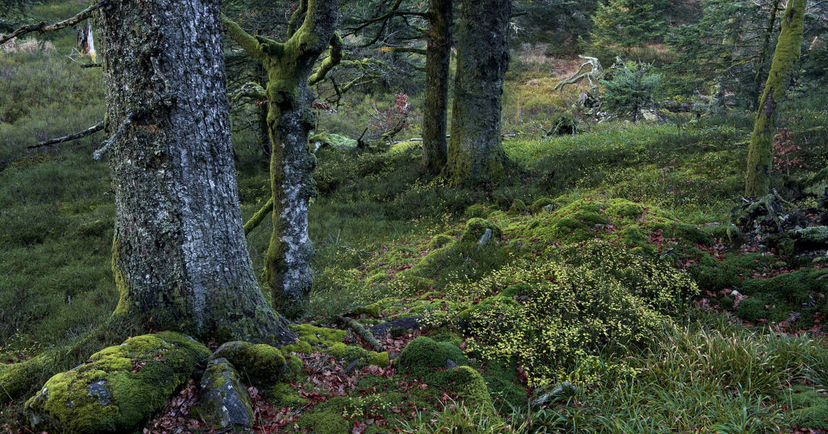 «On peut survivre sans forêt primaire, mais c’est une perte majeure»