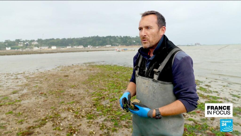 Oysters in hot water: Pollution and poaching threaten production