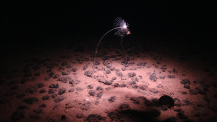 Pacific deep-sea mining interests reveal rare species, and a scramble to name them