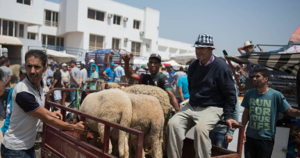 Pas de mouton pour l’Aïd : les Marocains soulagés, les éleveurs mobilisés