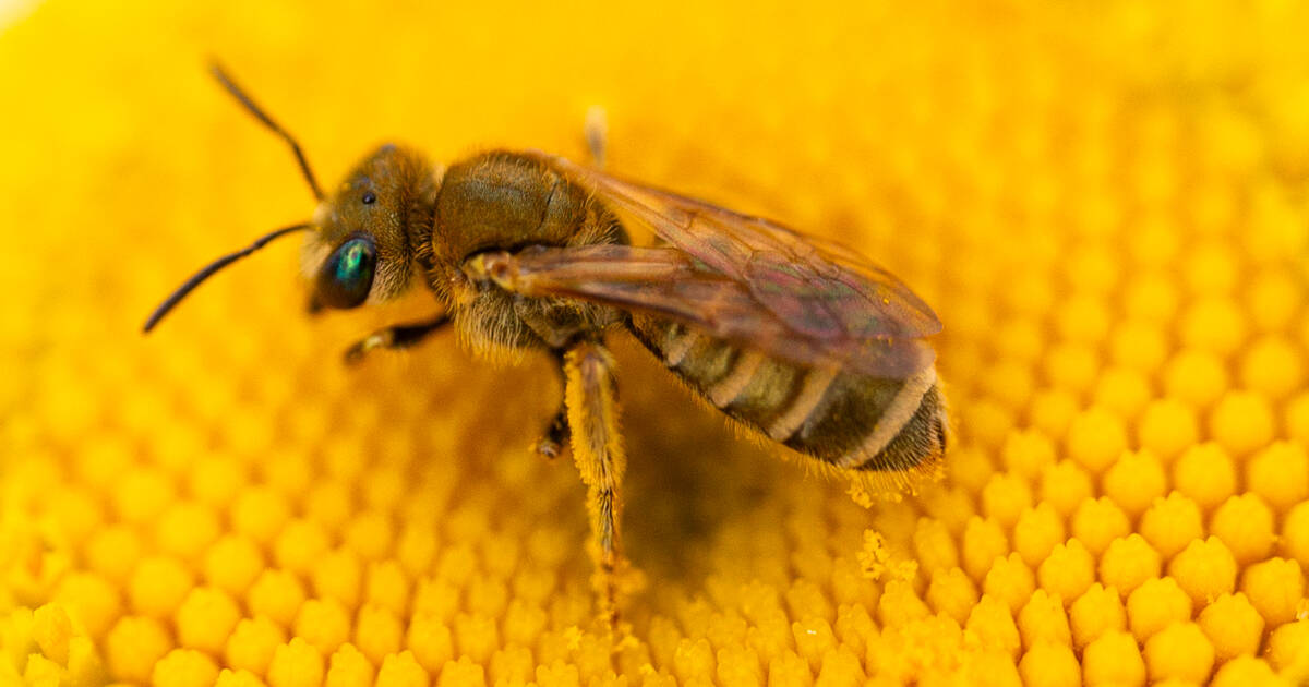 Pesticides tueurs d’abeilles : avec sa non-décision, le gouvernement est tout sauf «sage»