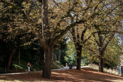 Plus d'un tiers des espèces d'arbres menacées d'extinction dans le monde