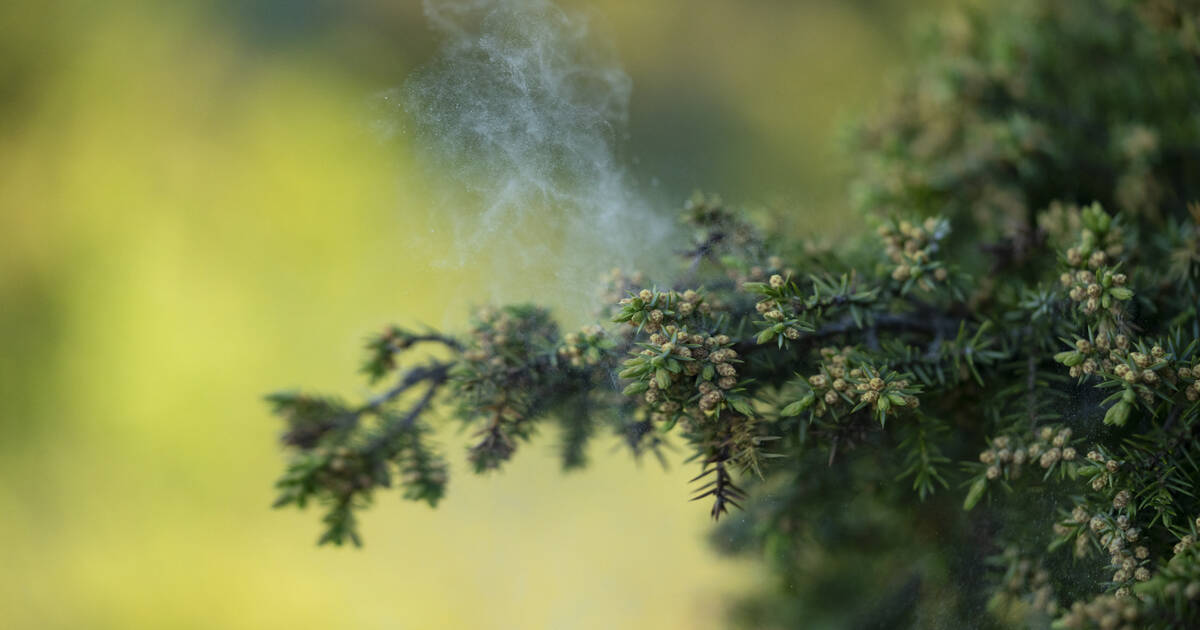 Pollens : 30 départements du Sud et du Sud-Ouest placés en alerte rouge, à cause de conifères