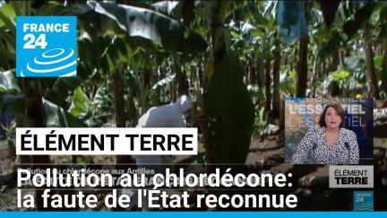 Pollution au chlordécone aux Antilles: la faute de l'Etat reconnue • FRANCE 24