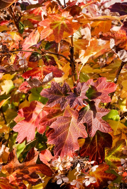 Pourquoi les feuilles d'automne se colorent en jaune et en rouge