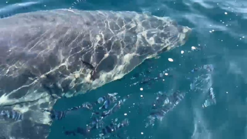 Pourquoi l'observation d'un requin blanc au large du Var est "une bonne nouvelle"