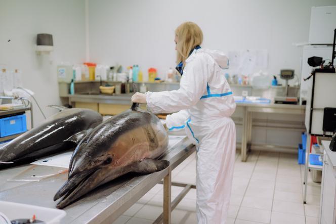 Protection des dauphins : la pêche de nouveau arrêtée dans le golfe de Gascogne, une mesure efficace contre les mortalités