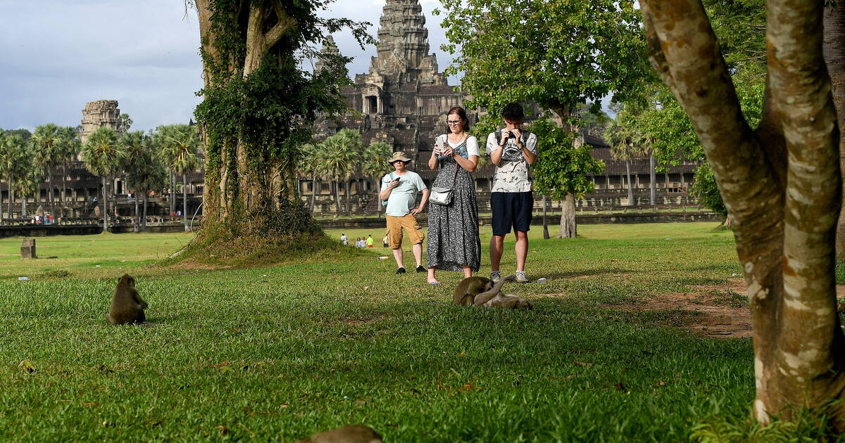 Provoqués par des influenceurs, les singes d’Angkor Vat au Cambodge attaquent les touristes