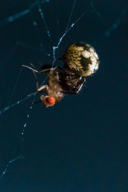 Quand l’araignée « lance-pierre » hisse sa toile pour mieux piéger sa proie