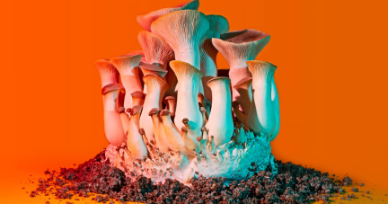 Quand les artistes appuient sur le champignon