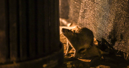 Réchauffement climatique : faute de savoir comment lutter, les grandes villes perdent la guerre contre les rats