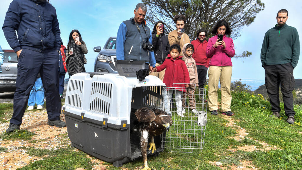 Rescued golden eagle takes flight again after rescue in Tunisia