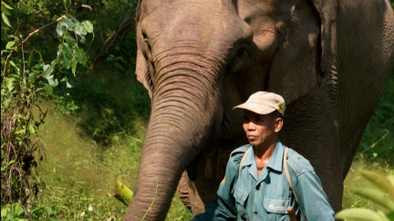 Researchers analyse DNA from dung to save Laos last elephants