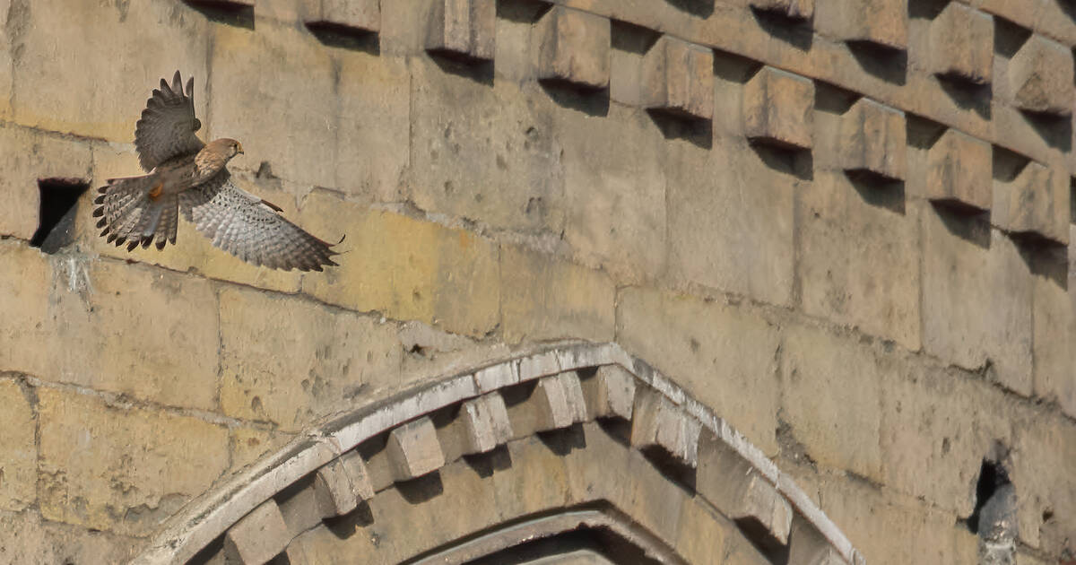 Restauration de Notre-Dame : «Prendre en compte la biodiversité est un joli signal»