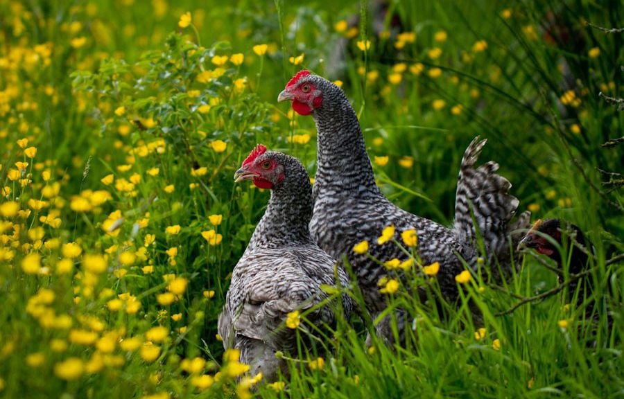 **Rewritten headline:** La poule coucou de Rennes, un délice culinaire à protéger

**French translation:** Noël : « Rolls-Royce de la volaille », la poule coucou de Rennes veut sauver ses plumes