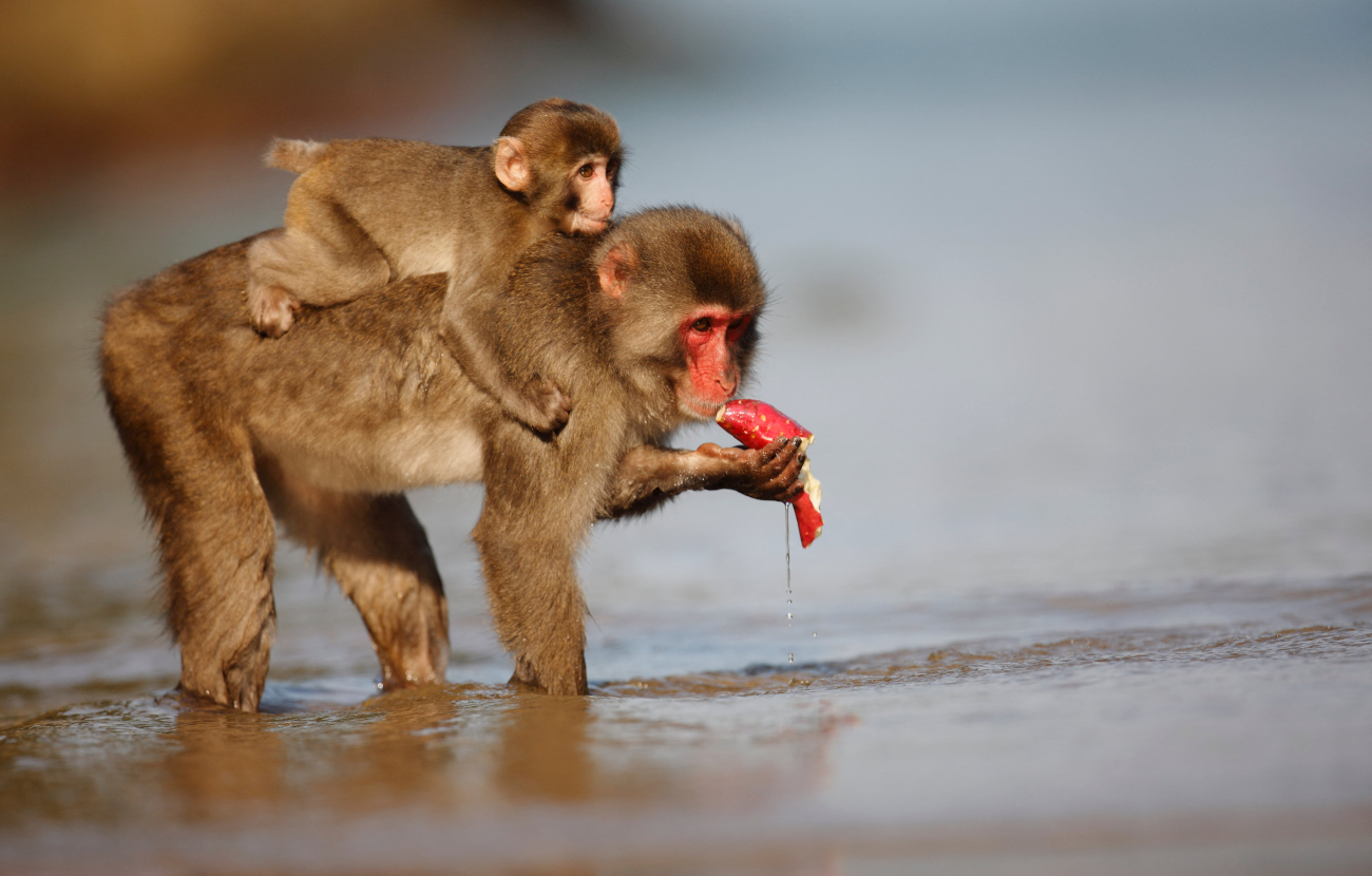 Rodéo sur des cerfs et dessins à la craie : ces macaques japonais qui intriguent les scientifiques