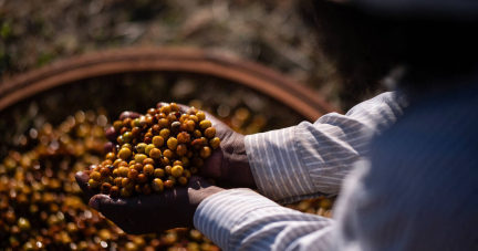 Sécheresse, contexte géopolitique… pourquoi le cours du café arabica est à son plus haut depuis 50 ans