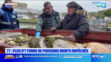 Seine-et-Marne: plus d'une tonne de poissons morts repêchés au canal du Loing