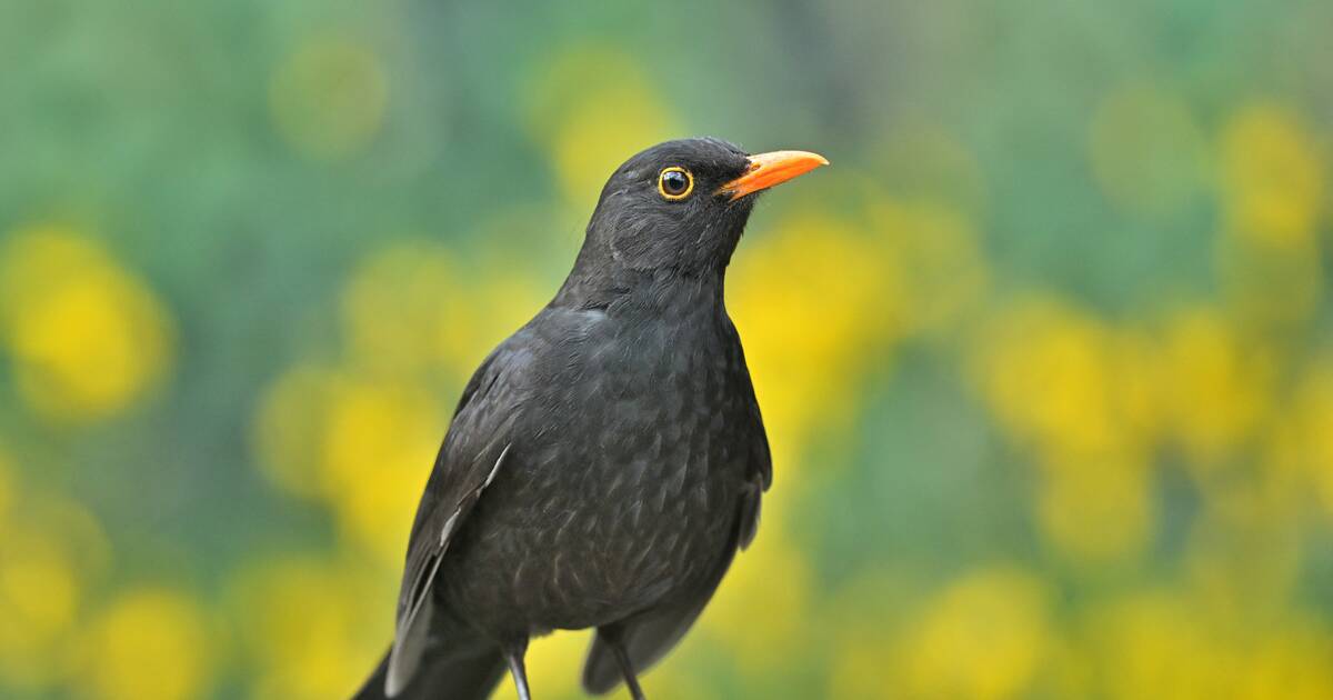 «Six minutes de concert d’oiseaux suffisent à améliorer le bien-être des gens anxieux» : ode à l’observation des volatiles