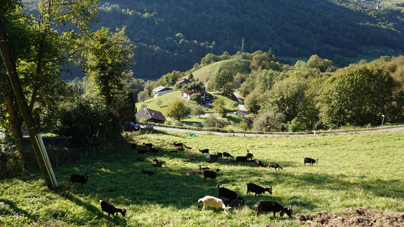 Soleil, brouillards et quelques pluies: quelle météo attendre pour cette première semaine de novembre?