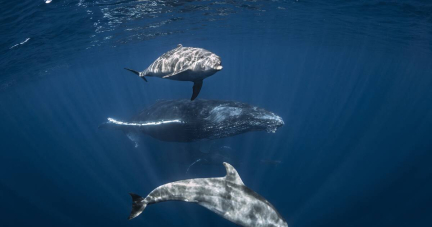 «Sommes-nous prêt·e·s à ce que les dauphins remplacent la famille patriarcale ?» : méditations sous-marines pour un nouveau monde