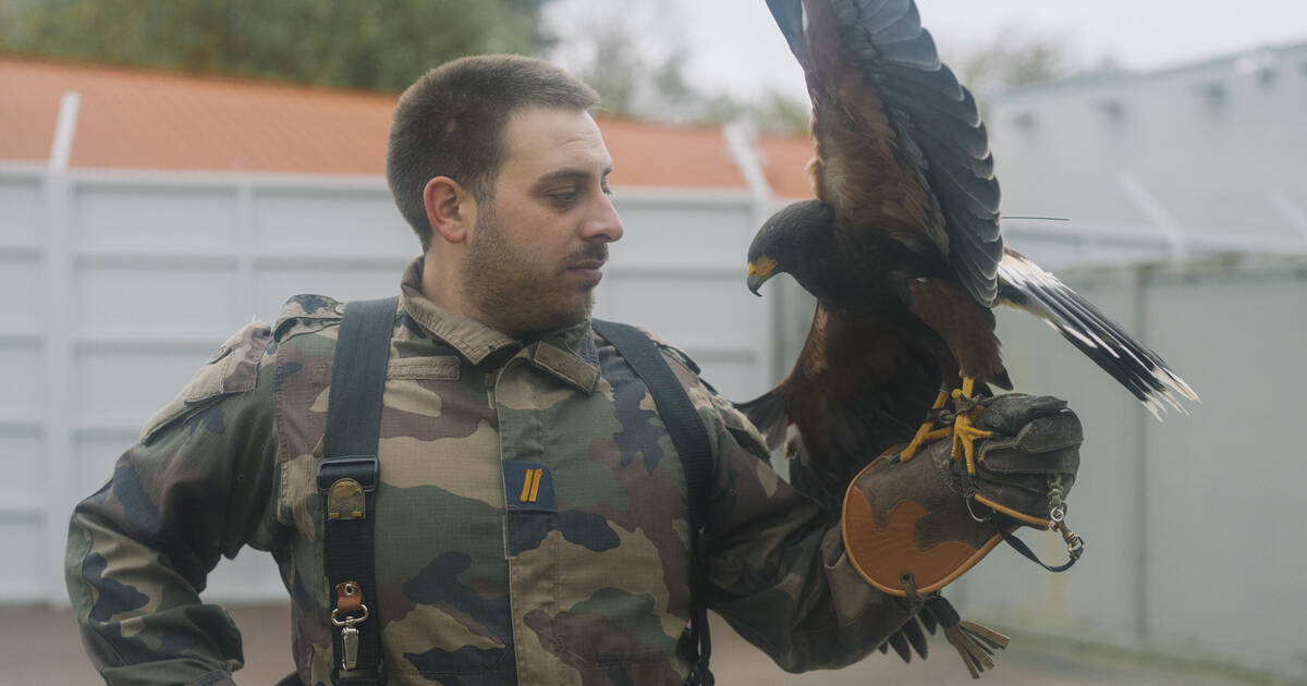 Sur la base militaire de Villacoublay, «les rapaces travaillent pour la sécurité aérienne» – Libération