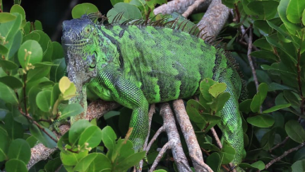 Taïwan: 120.000 iguanes verts seront abattus en raison de leur impact sur l'environnement