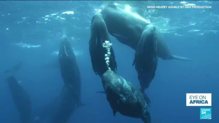 Team of researchers explore social bonds of sperm whales in Mauritius