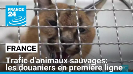 Trafic d'animaux sauvages et exotiques: les douaniers en première ligne • FRANCE 24