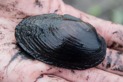 Trois espèces de moules rares et menacées découvertes en plein cœur de Paris